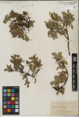 Foto von Salix kitaibeliana Willd.